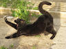 photo of a black cat streching